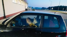 Zrazila srnca a vzala ho so sebou do práce. Policajti neverili vlastným očiam