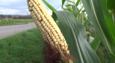 Ľudia sa boja kukuričných polí. Vraj zažívajú hororové situácie