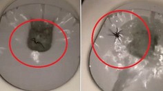 Skutočná nočná mora! Dôvod, prečo v Austrálii treba splachovať