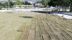 Nový trávnik na Námestí slobody v Bratislave úplne vyschol. Hrozí, že sa ho nepodarí zachrániť