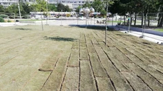 Nový trávnik na Námestí slobody v Bratislave úplne vyschol. Hrozí, že sa ho nepodarí zachrániť
