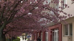 Zázrak v Košiciach! Čerešne rozkvitli napriek preseknutým koreňom