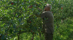 Vo Veselom pri Piešťanoch sa začal samozber jabĺk. Vysadených majú 40-tisíc stromov