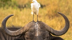 Najvtipnejšie fotografie zvierat tohto roku. Pozor na bránice