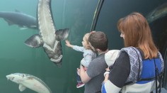 U našich susedov môžete sledovať život rýb priamo pod hladinou. Jazero v obci Modrá sa stalo obľúbenou atrakciou