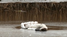 Európa zažíva najhoršiu epidémiu vtáčej chrípky u zvierat, tvrdia nemeckí vedci