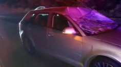 VIDEO: Nevídaná nehoda na východe Slovenska. Auto sa zrazilo so zvieraťom, ktoré u nás bežne nežije