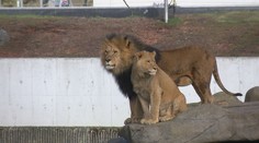 Morča ako potrava pre šelmy. Dánska zoo šokovala kontroverzným krokom