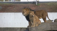 Morča ako potrava pre šelmy. Dánska zoo šokovala kontroverzným krokom