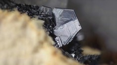 Objavili nerast, o ktorom sa tvrdilo, že nemôže existovať. Okrem Slovenska sa vyskytuje iba v Rusku