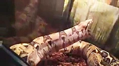 Videá plné smrti a krutosti. Muž sa vyžíval v zabíjaní zvierat