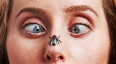 Jednoduchý trik, ako vybabrať s dotieravými muchami. Vhodným umiestneným týchto rastlín sa ich zbavíte raz-dva