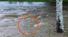 VIDEO: Pri povodniach v Austrálii do ulíc vyplavilo krokodíly. Úrady nariadili evakuáciu