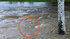 VIDEO: Pri povodniach v Austrálii do ulíc vyplavilo krokodíly. Úrady nariadili evakuáciu