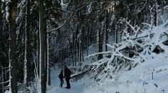 Ochranári v Malej Fatre aj napriek obmedzeniam sledovaním zveri získali cenné informácie
