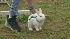 V malej dedinke na Spiši trénujú deti so svojimi miláčikmi nezvyčajný šport