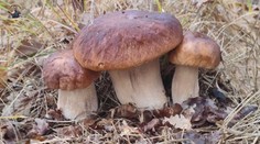 Hubári do lesa ani nechodia, teplé počasie spôsobilo, že nerastú. V najbližších dňoch očakávajú zlom