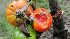 Zmutované slimáky zaplavujú Európu. Záhradkárov čaká pohroma