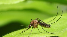 Vedci zrejme prišli na to, ako sa zbaviť otravných komárov. Mydlo s touto vôňou ich odpudzuje