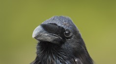 Bratislavskej ZOO sa stratil krkavec čierny, pomôžte ho nájsť