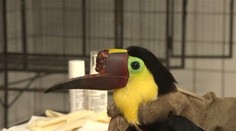 Čo spravili tukanovi, sa chápe ťažko. Ale čo sa chystajú, sa normálu vymyká úplne