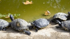 Nemecké jazero ohrozujú dravé korytnačky. Sú schopné odhryznúť človeku prst