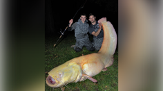 FOTO+VIDEO: Splnený sen každého rybára. V Česku padol rekord za najdlhšieho sumca albína