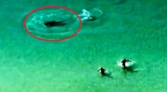 Dráma zachytená kamerou: Manželia nevedeli, že je za nimi žralok