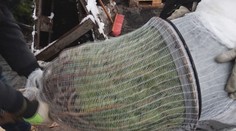 Sezóna sviatočných brigád naberá na obrátkach. Zisťovali sme, kde si zarobíte najlepšie