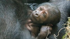 Nezvyčajný úkaz. Malá gorila prišla na svet ako novorodeniatko