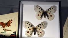 Na Slovensku ubúda motýľov. Ich vyhynutie môže spôsobiť problémy