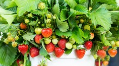 Chcete si pestovať jahody na balkóne? Poradíme vám, ktoré odrody sú na to vhodné