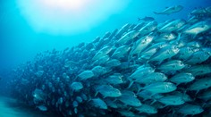 Vedci varujú pred ďalším masovým vymieraním druhov. Exodus z trópov je už v plnom prúde