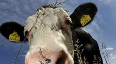 Každá krava je jedinečná, tvrdí anglický maliar kráv