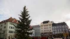 V Bratislave už stojí 14-metrový vianočný stromček