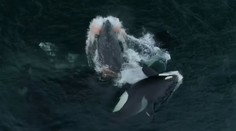 Srdcervúce zábery z mora: Skupina kosatiek zaútočila na veľrybu a zabila jej mláďa