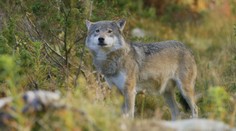 Vlk je chránený zákonom len viac ako rok. Niektorí už chcú oslabiť jeho nedotknuteľnosť