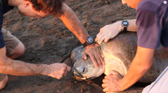 Neuveríte, čo vytiahli zvieraťu z nosa. Za všetko môže človek