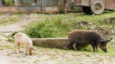 Nariadenie z Bruselu: Mnohým slovenským dedinčanom pribudne nová povinnosť