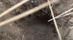 VIDEO: Nadšenci prírody z Kalifornie chytili posledného cicavca, ktorý doteraz unikal objektívom