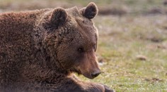 Nová mapa ukáže, kde sa pohybujú medvede. Má pomôcť predísť nebezpečným stretom