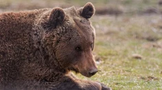 Nová mapa ukáže, kde sa pohybujú medvede. Má pomôcť predísť nebezpečným stretom