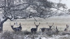 Nemecko: S príchodom sneženia hlásia problémy v doprave, dvoch mŕtvych