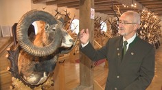 Obdivovatelia poľovníckych trofejí majú sviatok. Vo Svätom Antone vystavili aj exponát svetového významu