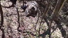 Diviaky už dokážu žiť s vírusom dlhšie a nakaziť celé čriedy. Africký mor znova útočí