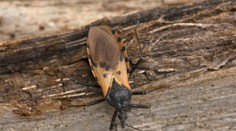 Amerika hlási novodobé AIDS! Chorobu, ktorá postihla 300-tisíc ľudí, roznáša tento hmyz