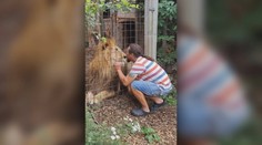 Zo zooparku pri Prahe utiekol lev. ​Po tom, ako napadol ošetrovateľa a zaútočil na policajtov, ho zastrelili