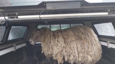 Zachránili najosamelejšiu ovcu v Británii. Roky žila na úpätí skalnatého útesu