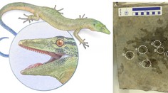 Vedci odhalili záhadného tvora, ktorý rúca predstavy o evolúcii. Môže pomôcť vyriešiť dávnu záhadu