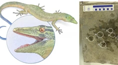 Vedci odhalili záhadného tvora, ktorý rúca predstavy o evolúcii. Môže pomôcť vyriešiť dávnu záhadu